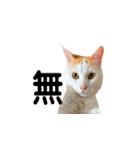 日常で使える実写猫◡̈⋆*（個別スタンプ：11）