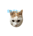 日常で使える実写猫◡̈⋆*（個別スタンプ：13）