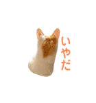 日常で使える実写猫◡̈⋆*（個別スタンプ：14）