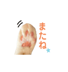 日常で使える実写猫◡̈⋆*（個別スタンプ：15）