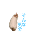 日常で使える実写猫◡̈⋆*（個別スタンプ：17）