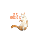 日常で使える実写猫◡̈⋆*（個別スタンプ：18）