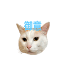 日常で使える実写猫◡̈⋆*（個別スタンプ：20）