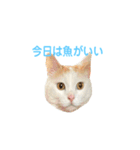 日常で使える実写猫◡̈⋆*（個別スタンプ：21）