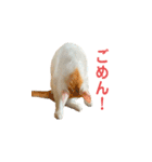 日常で使える実写猫◡̈⋆*（個別スタンプ：22）