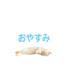 日常で使える実写猫◡̈⋆*（個別スタンプ：23）