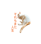 日常で使える実写猫◡̈⋆*（個別スタンプ：24）