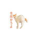 日常で使える実写猫◡̈⋆*（個別スタンプ：25）