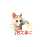 日常で使える実写猫◡̈⋆*（個別スタンプ：26）