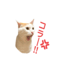 日常で使える実写猫◡̈⋆*（個別スタンプ：27）