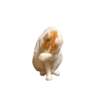 日常で使える実写猫◡̈⋆*（個別スタンプ：28）