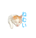 日常で使える実写猫◡̈⋆*（個別スタンプ：30）