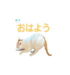 日常で使える実写猫◡̈⋆*（個別スタンプ：31）