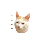 日常で使える実写猫◡̈⋆*（個別スタンプ：32）