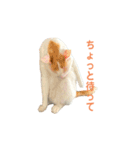 日常で使える実写猫◡̈⋆*（個別スタンプ：33）