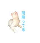 日常で使える実写猫◡̈⋆*（個別スタンプ：34）