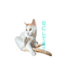 日常で使える実写猫◡̈⋆*（個別スタンプ：35）