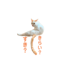 日常で使える実写猫◡̈⋆*（個別スタンプ：36）