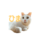 日常で使える実写猫◡̈⋆*（個別スタンプ：37）