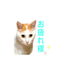 日常で使える実写猫◡̈⋆*（個別スタンプ：38）