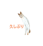 日常で使える実写猫◡̈⋆*（個別スタンプ：40）