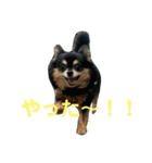 ここもかすたんぷ（個別スタンプ：4）