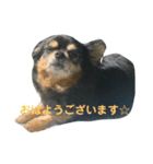 ここもかすたんぷ（個別スタンプ：5）