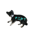 ここもかすたんぷ（個別スタンプ：6）