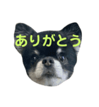 ここもかすたんぷ（個別スタンプ：7）