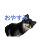 ここもかすたんぷ（個別スタンプ：11）