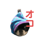 ここもかすたんぷ（個別スタンプ：13）