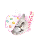 もふねこズ（個別スタンプ：1）