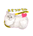 もふねこズ（個別スタンプ：4）