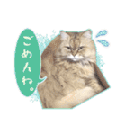 もふねこズ（個別スタンプ：5）