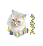 もふねこズ（個別スタンプ：6）