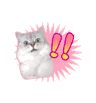 もふねこズ（個別スタンプ：7）