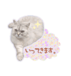もふねこズ（個別スタンプ：13）