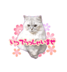 もふねこズ（個別スタンプ：14）