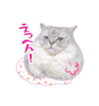もふねこズ（個別スタンプ：15）