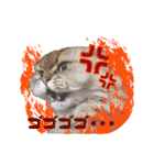 もふねこズ（個別スタンプ：16）