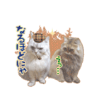もふねこズ（個別スタンプ：17）