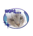 もふねこズ（個別スタンプ：18）