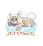 もふねこズ（個別スタンプ：20）