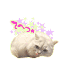 もふねこズ（個別スタンプ：23）