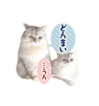もふねこズ（個別スタンプ：25）