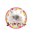 もふねこズ（個別スタンプ：28）