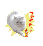 もふねこズ（個別スタンプ：34）
