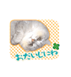 もふねこズ（個別スタンプ：35）