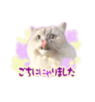 もふねこズ（個別スタンプ：36）