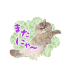 もふねこズ（個別スタンプ：37）